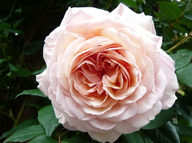 rose inglesi